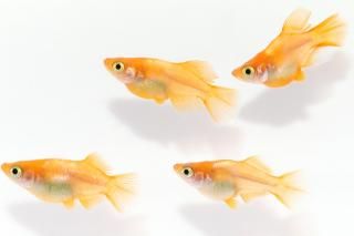 <img class='new_mark_img1' src='https://img.shop-pro.jp/img/new/icons5.gif' style='border:none;display:inline;margin:0px;padding:0px;width:auto;' />ŷ ڸʪۡ2ɤ᥹2ɤMLDN0715