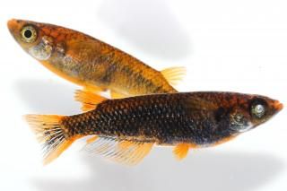 <img class='new_mark_img1' src='https://img.shop-pro.jp/img/new/icons5.gif' style='border:none;display:inline;margin:0px;padding:0px;width:auto;' />޼typeRη ڸʪۡ2ɤ᥹2ɤMLDN0716