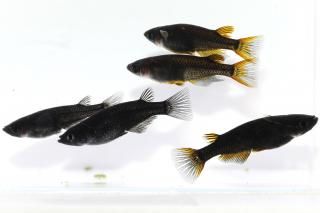 <img class='new_mark_img1' src='https://img.shop-pro.jp/img/new/icons5.gif' style='border:none;display:inline;margin:0px;padding:0px;width:auto;' />֥å֥åƩ ڸʪۡ2ɤ᥹3ɤMLDN0717