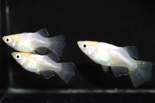 <img class='new_mark_img1' src='https://img.shop-pro.jp/img/new/icons5.gif' style='border:none;display:inline;margin:0px;padding:0px;width:auto;' />ŷ ڸʪۡ1ɤ᥹2ɤMLDN0718