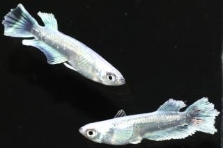 <img class='new_mark_img1' src='https://img.shop-pro.jp/img/new/icons5.gif' style='border:none;display:inline;margin:0px;padding:0px;width:auto;' />ǥ磻ɥե ڸʪۡ1ɤ᥹1ɤMLDN0719