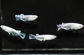 <img class='new_mark_img1' src='https://img.shop-pro.jp/img/new/icons5.gif' style='border:none;display:inline;margin:0px;padding:0px;width:auto;' />ۥ磻ȥե ڸʪۡ2ɤ᥹2ɤMLDN0720