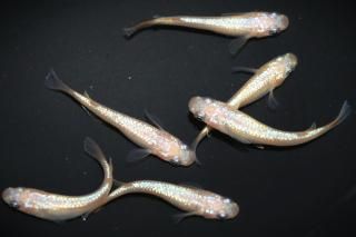 <img class='new_mark_img1' src='https://img.shop-pro.jp/img/new/icons1.gif' style='border:none;display:inline;margin:0px;padding:0px;width:auto;' />NEO ڸʪۡ3ɤ᥹3ɤMLDN1501