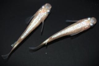 <img class='new_mark_img1' src='https://img.shop-pro.jp/img/new/icons1.gif' style='border:none;display:inline;margin:0px;padding:0px;width:auto;' />NEO ڸʪۡ1ɤ᥹1ɤMLDN1502