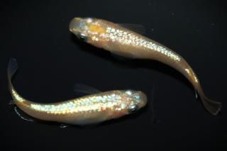 <img class='new_mark_img1' src='https://img.shop-pro.jp/img/new/icons1.gif' style='border:none;display:inline;margin:0px;padding:0px;width:auto;' />ڲNEO ڸʪۡ1ɤ᥹1ɤMLDN1504