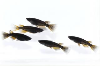 <img class='new_mark_img1' src='https://img.shop-pro.jp/img/new/icons1.gif' style='border:none;display:inline;margin:0px;padding:0px;width:auto;' />֥åꥢ󥰥ե ڸʪۡ2ɤ᥹3ɤMLDN1506