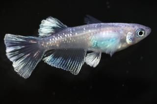 <img class='new_mark_img1' src='https://img.shop-pro.jp/img/new/icons1.gif' style='border:none;display:inline;margin:0px;padding:0px;width:auto;' />֥եꥢ󥰥ե ڸʪۡ1ɤ᥹1ɤMLDN1508