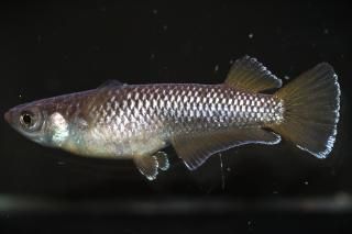 <img class='new_mark_img1' src='https://img.shop-pro.jp/img/new/icons1.gif' style='border:none;display:inline;margin:0px;padding:0px;width:auto;' />󥸥磻ɥե ڸʪۡ1ɤ᥹1ɤLDN1509