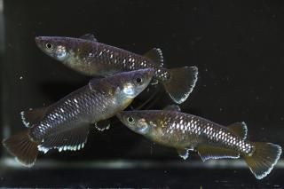 <img class='new_mark_img1' src='https://img.shop-pro.jp/img/new/icons1.gif' style='border:none;display:inline;margin:0px;padding:0px;width:auto;' />󥸥 ڸʪۡ1ɤ᥹2ɤMLDN1510