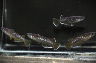 <img class='new_mark_img1' src='https://img.shop-pro.jp/img/new/icons1.gif' style='border:none;display:inline;margin:0px;padding:0px;width:auto;' />󥸥ʥ磻ɥե ڸʪۡ2ɤ᥹2ɤMLDN1511