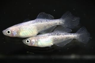 <img class='new_mark_img1' src='https://img.shop-pro.jp/img/new/icons1.gif' style='border:none;display:inline;margin:0px;padding:0px;width:auto;' /> ڸʪۡ1ɤ᥹1ɤMLDN1512