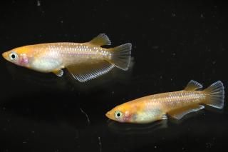 <img class='new_mark_img1' src='https://img.shop-pro.jp/img/new/icons1.gif' style='border:none;display:inline;margin:0px;padding:0px;width:auto;' />󥻥åȥ ڸʪۡ1ɤ᥹1ɤMLDN1513