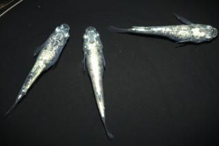 <img class='new_mark_img1' src='https://img.shop-pro.jp/img/new/icons1.gif' style='border:none;display:inline;margin:0px;padding:0px;width:auto;' />å ڸʪۡ1ɤ᥹2ɤMLDN1516