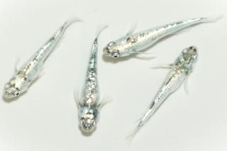 <img class='new_mark_img1' src='https://img.shop-pro.jp/img/new/icons1.gif' style='border:none;display:inline;margin:0px;padding:0px;width:auto;' />å ڸʪۡ2ɤ᥹2ɤMLDN1517