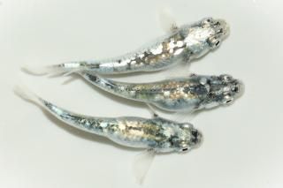 <img class='new_mark_img1' src='https://img.shop-pro.jp/img/new/icons1.gif' style='border:none;display:inline;margin:0px;padding:0px;width:auto;' />å ڸʪۡ1ɤ᥹2ɤMLDN1518