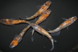 <img class='new_mark_img1' src='https://img.shop-pro.jp/img/new/icons1.gif' style='border:none;display:inline;margin:0px;padding:0px;width:auto;' /> ڸʪۡ6ɤMLDN1519