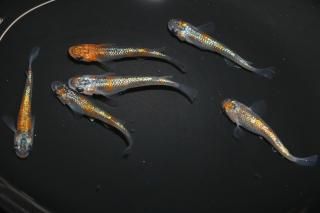 <img class='new_mark_img1' src='https://img.shop-pro.jp/img/new/icons1.gif' style='border:none;display:inline;margin:0px;padding:0px;width:auto;' />ꥷ ڸʪۡ3ɤ᥹3ɤMLDN1522