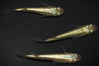 <img class='new_mark_img1' src='https://img.shop-pro.jp/img/new/icons1.gif' style='border:none;display:inline;margin:0px;padding:0px;width:auto;' /> ڸʪۡ1ɤ᥹2ɤMLDN1523