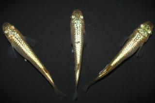 <img class='new_mark_img1' src='https://img.shop-pro.jp/img/new/icons1.gif' style='border:none;display:inline;margin:0px;padding:0px;width:auto;' /> ڸʪۡ1ɤ᥹2ɤMLDN1524