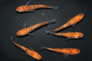 <img class='new_mark_img1' src='https://img.shop-pro.jp/img/new/icons1.gif' style='border:none;display:inline;margin:0px;padding:0px;width:auto;' />ֶӥ ڸʪۡ2ɤ᥹4ɤMLDN1525