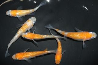 <img class='new_mark_img1' src='https://img.shop-pro.jp/img/new/icons1.gif' style='border:none;display:inline;margin:0px;padding:0px;width:auto;' />η ڸʪۡ3ɤ᥹3ɤMLDN1526