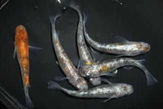 <img class='new_mark_img1' src='https://img.shop-pro.jp/img/new/icons1.gif' style='border:none;display:inline;margin:0px;padding:0px;width:auto;' />γη ڸʪۡ1ɤ᥹5ɤLDN1527