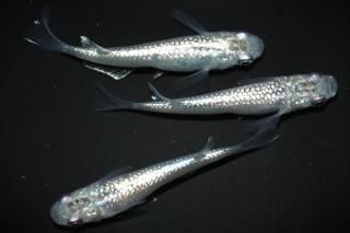 <img class='new_mark_img1' src='https://img.shop-pro.jp/img/new/icons1.gif' style='border:none;display:inline;margin:0px;padding:0px;width:auto;' />˥ ڸʪۡ1ɤ᥹2ɤMLDN1530