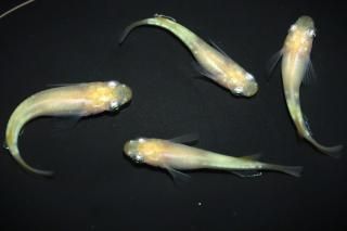 <img class='new_mark_img1' src='https://img.shop-pro.jp/img/new/icons1.gif' style='border:none;display:inline;margin:0px;padding:0px;width:auto;' />ʥ륭 ڸʪۡ2ɤ᥹2ɤMLDN1531