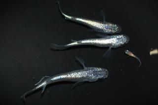 <img class='new_mark_img1' src='https://img.shop-pro.jp/img/new/icons1.gif' style='border:none;display:inline;margin:0px;padding:0px;width:auto;' />ͥץ塼 ڸʪۡ1ɤ᥹2ɤMLDN1532