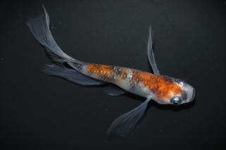 <img class='new_mark_img1' src='https://img.shop-pro.jp/img/new/icons1.gif' style='border:none;display:inline;margin:0px;padding:0px;width:auto;' />ꥢ󥰥ե ڸʪۡ1ɤLDN1533