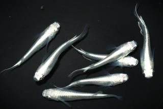 <img class='new_mark_img1' src='https://img.shop-pro.jp/img/new/icons1.gif' style='border:none;display:inline;margin:0px;padding:0px;width:auto;' />ĴǷ ڸʪۡ3ɤ᥹4ɤMLDN1534