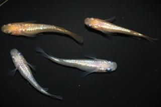 <img class='new_mark_img1' src='https://img.shop-pro.jp/img/new/icons1.gif' style='border:none;display:inline;margin:0px;padding:0px;width:auto;' />ԥ󥯥եNEOߤF3 ڸʪۡ2ɤ᥹2ɤMLDN1535