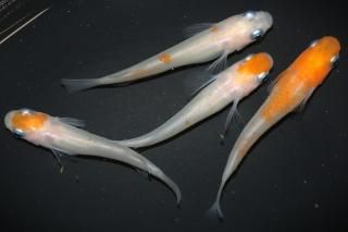 <img class='new_mark_img1' src='https://img.shop-pro.jp/img/new/icons1.gif' style='border:none;display:inline;margin:0px;padding:0px;width:auto;' />Įʷ ڸʪۡ2ɤ᥹2ɤLDN1537