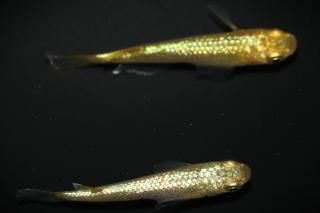 <img class='new_mark_img1' src='https://img.shop-pro.jp/img/new/icons1.gif' style='border:none;display:inline;margin:0px;padding:0px;width:auto;' /> ڸʪۡ1ɤ᥹1ɤMLDN1538