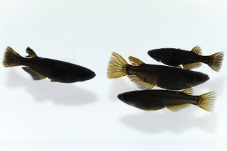 <img class='new_mark_img1' src='https://img.shop-pro.jp/img/new/icons1.gif' style='border:none;display:inline;margin:0px;padding:0px;width:auto;' /> ڸʪۡ2ɤ᥹2ɤMLDN1539