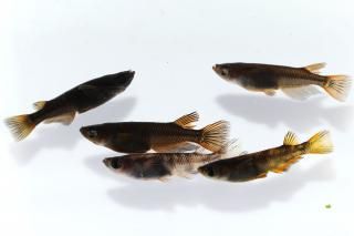 <img class='new_mark_img1' src='https://img.shop-pro.jp/img/new/icons1.gif' style='border:none;display:inline;margin:0px;padding:0px;width:auto;' />޼ϥϻF1 ڸʪۡ2ɤ᥹3ɤMLDN1540