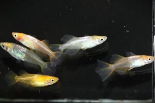 <img class='new_mark_img1' src='https://img.shop-pro.jp/img/new/icons1.gif' style='border:none;display:inline;margin:0px;padding:0px;width:auto;' />οҥʥꥢ󥰥ե1ɤ ڸʪۡ3ɤ᥹5ɤMLDN1541