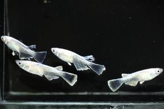 <img class='new_mark_img1' src='https://img.shop-pro.jp/img/new/icons1.gif' style='border:none;display:inline;margin:0px;padding:0px;width:auto;' />ۥ磻ȥޥꥢ ڸʪۡ2ɤ᥹2ɤMLDN1543