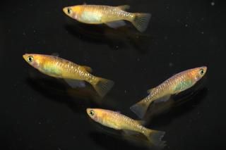 <img class='new_mark_img1' src='https://img.shop-pro.jp/img/new/icons1.gif' style='border:none;display:inline;margin:0px;padding:0px;width:auto;' />ϥ ڸʪۡ2ɤ᥹2ɤMLDN1546