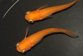 ̵ ڸʪۡ1ɤ᥹2ɤMLDN0801