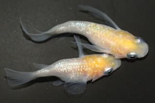 ޡȾ ڸʪۡ1ɤ᥹1ɤMLDN0802