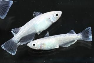 ե ڸʪۡ2ɤ᥹2ɤMLDN0803