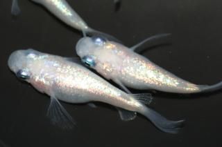 ۥ磻ȥͥץ塼Ⱦ ڸʪۡ2ɤ᥹2ɤMLDN0805