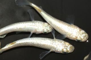 С ڸʪۡ2ɤ᥹2ɤMLDN0806