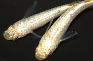 С ڸʪۡ1ɤ᥹2ɤMLDN0807