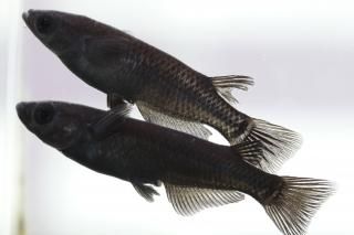  ڸʪۡ1ɤ᥹2ɤLDN0808