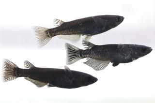  ڸʪۡ1ɤ᥹2ɤLDN0809