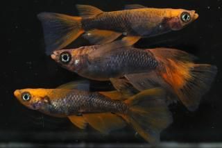 ޼typeRꥢ󥰥ե ڸʪۡ1ɤ᥹2ɤLDN0810