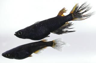 է ڸʪۡ1ɤ᥹1ɤMLDN0811