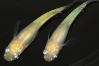 ʥ륭 ڸʪۡ2ɤ᥹4ɤMLDN0812